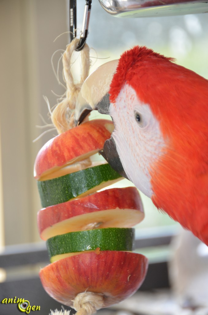 Alimentation : la farandole de pommes et courgettes, une note de fantaisie dans les repas de nos perroquets