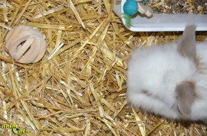 Jouet pour lapin et rongeur : balle en bois avec grelot (Trixie)