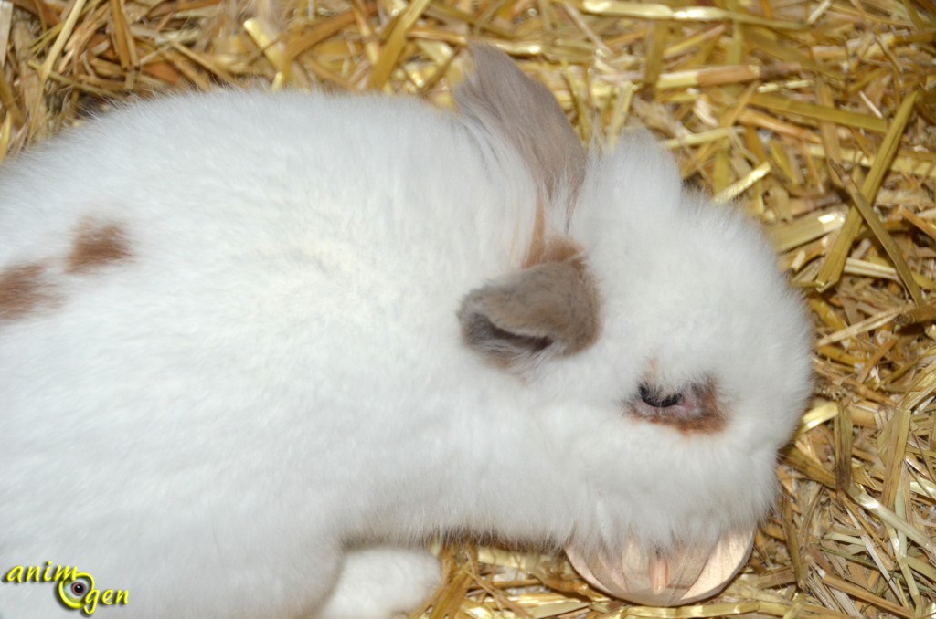 Jouet pour lapin et rongeur : balle en bois avec grelot (Trixie)