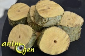 Fabriquer un jouet pour perroquet avec des tronçons de bois vert