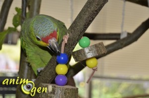 Fabriquer un jouet pour perroquet avec des tronçons de bois vert