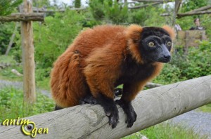 Le maki vari roux, ou varecia variegata rubra, un lémurien à l'odorat sensible