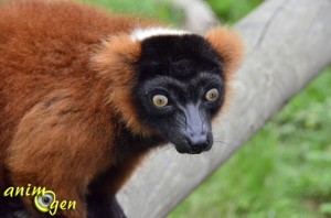 Le maki vari roux, ou varecia variegata rubra, un lémurien à l'odorat sensible