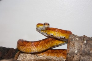 Education : comment habituer un serpent aux manipulations dans son terrarium et au-dehors