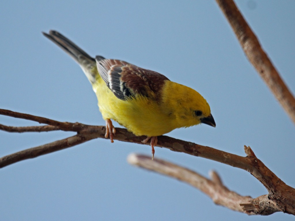 Le moineau doré, ou Passer luteus, un oiseau au puissant ramage animOgen Le moineau doré, ou Passer luteus, un oiseau au puissant ramage animOgen