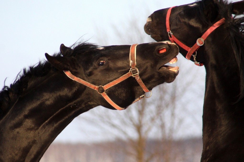 Les chevaux vont-ils devenir hors-la-loi ?