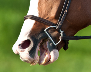 Les chevaux vont-ils devenir hors-la-loi ?