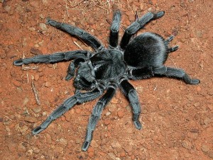 La mygale noire du Brésil, ou Grammostola pulchra