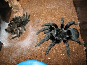 La mygale noire du Brésil, ou Grammostola pulchra