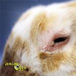 La myxomatose chez les lapins (causes, prévention, symptômes, contagion, traitement)