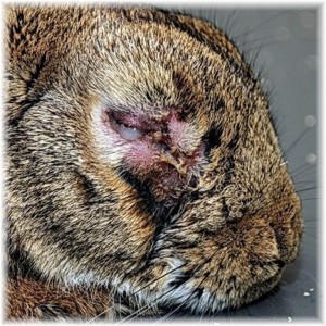 La myxomatose chez les lapins (causes, prévention, symptômes, contagion, traitement)