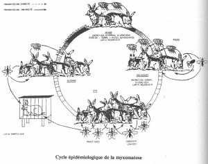 La myxomatose chez les lapins (causes, prévention, symptômes, contagion, traitement)