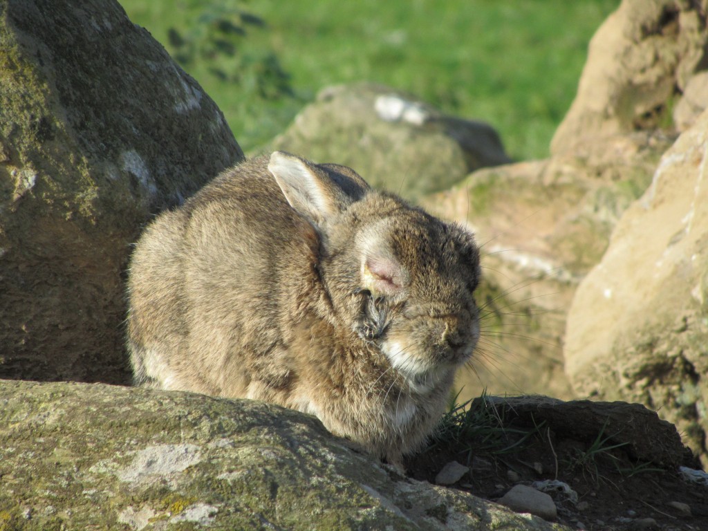 La myxomatose chez les lapins (causes, prévention, symptômes, contagion, traitement)