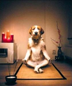 Les animaux sont-ils un modèle d'équilibre psychologique ?