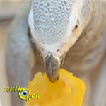 Alimentation : la prune jaune, du jus et des vitamines pour nos perroquets
