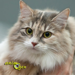 allergies aux animaux