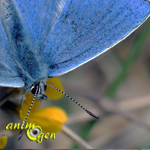 L'impact biologique de la catastrophe nucléaire de Fukushima sur les papillons