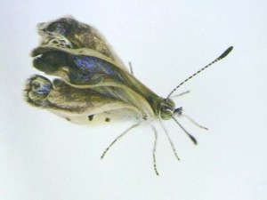 L'impact biologique de la catastrophe nucléaire de Fukushima sur les papillons