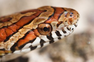 Le serpent des blés, ou Elaphe guttata guttata