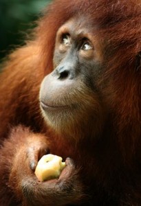 L'alimentation des singes en captivité