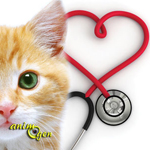 Santé : le souffle au cœur chez le chat (causes, symptômes, traitements)