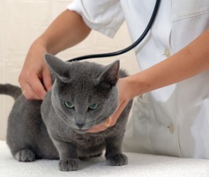 Santé : le souffle au cœur chez le chat (causes, symptômes, traitements)
