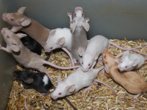 Comportement et rapports sociaux de nos souris de compagnie