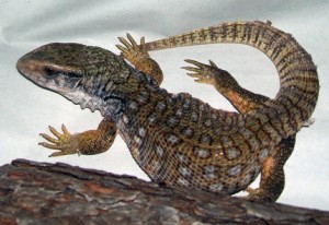 Le varan des savanes, ou Varanus exanthematicus