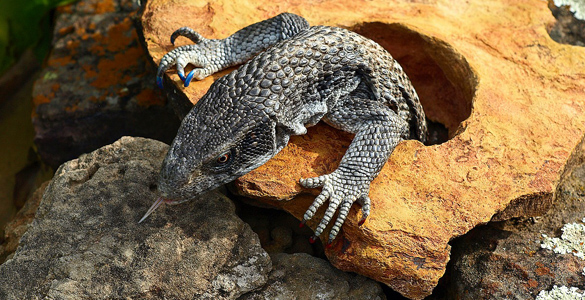 le-varan-des-savanes-ou-varanus-exanthematicus-animogen