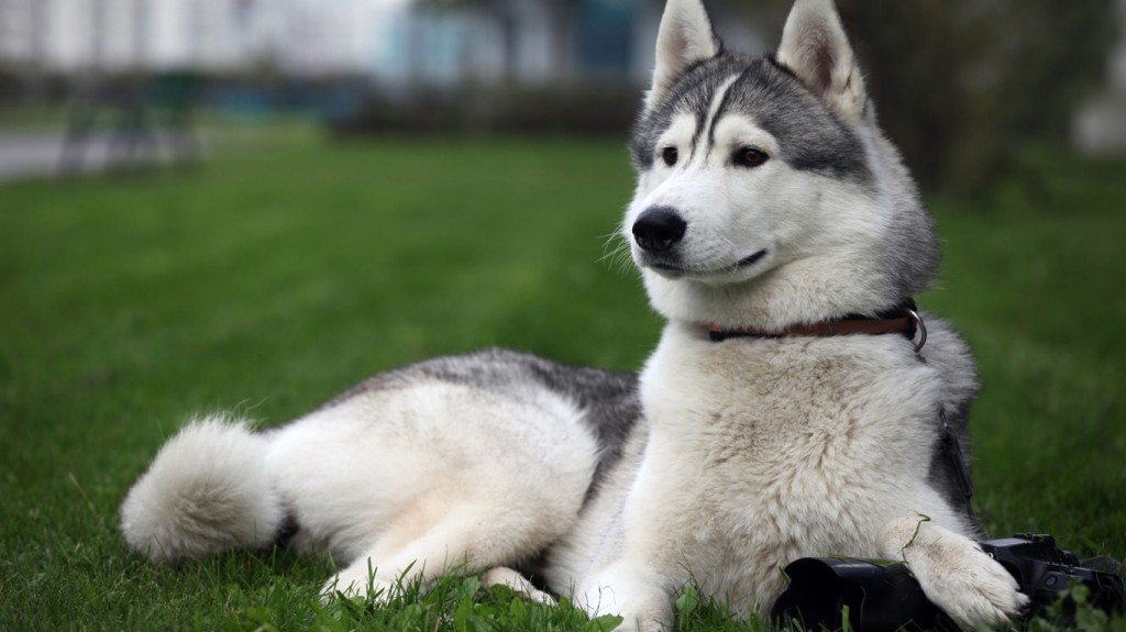 L'Alaskan malamute, la puissance alliée au caractère