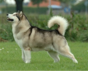 L'Alaskan malamute, la puissance alliée au caractère