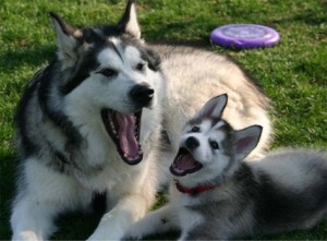 L'Alaskan malamute, la puissance alliée au caractère