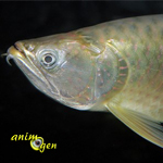 L’Arowana silver, ou Arowana argent, Osteoglossum bicirrhosum, un poisson à ne pas mettre entre toutes les mains