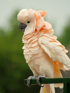 Le Cacatoès des Moluques, ou Cacatua moluccensis