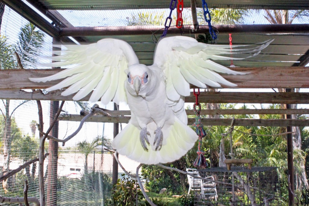 Le Cacatoès à œil nu, ou Cacatua sanguinea