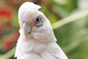 Le Cacatoès à œil nu, ou Cacatua sanguinea