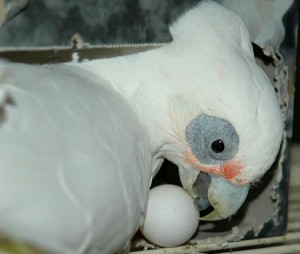 Le Cacatoès à œil nu, ou Cacatua sanguinea