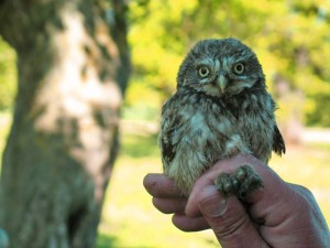 Hedwige et Harry Potter, ou comment cohabiter avec la chouette