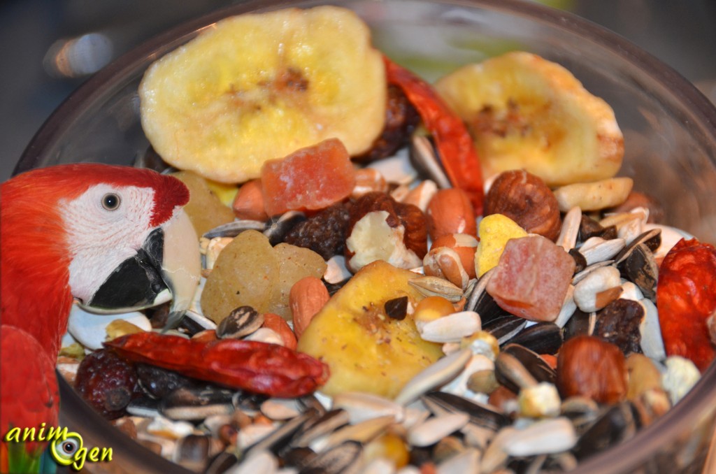 Aliment pour perroquet : Exotic fruit (Versele Laga)