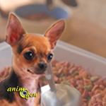 Comment nourrir correctement un Chihuahua ? (Alimentation et santé)
