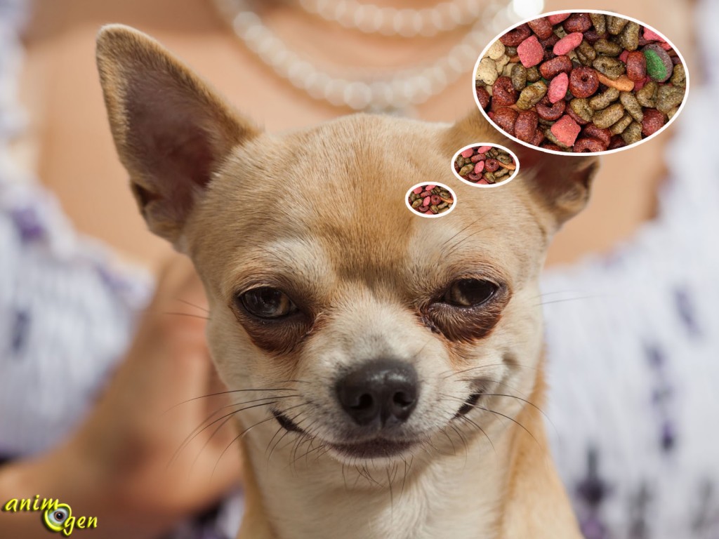 Comment nourrir correctement un Chihuahua ? (Alimentation et santé)