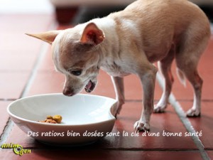 Comment nourrir correctement un Chihuahua ? (Alimentation et santé)
