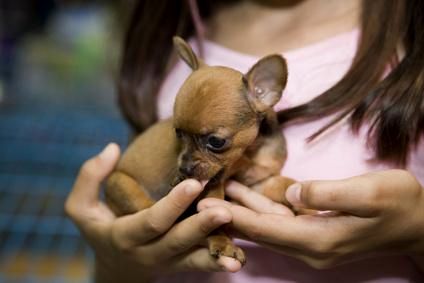 Santé : l'hypoglycémie chez le Chihuahua (causes, symptômes, conséquences, premiers secours)