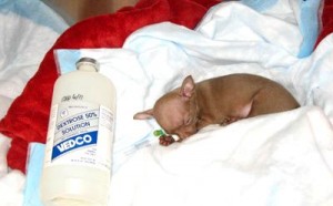 Santé : l'hypoglycémie chez le Chihuahua (causes, symptômes, conséquences, premiers secours)