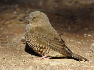 L'Amadine à tête rouge, ou Amadina erythrocephala