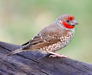 L'Amadine à tête rouge, ou Amadina erythrocephala