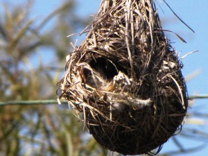 L'Amadine à tête rouge, ou Amadina erythrocephala