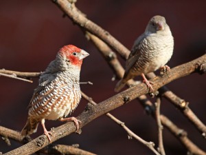 L'Amadine à tête rouge, ou Amadina erythrocephala