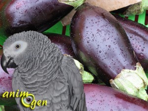 Alimentation et santé : nos perroquets peuvent-ils consommer des aubergines sans danger pour leur santé ?
