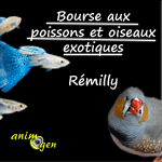 Bourse aux poissons et oiseaux exotiques à Rémilly (57), le dimanche 24 novembre 2013